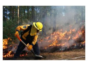 marco básico estatuto bomberos forestales