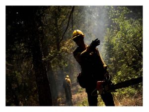 Semana fatídica sector forestal