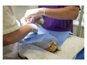 sector veterinario piden a Illa medidas urgentes